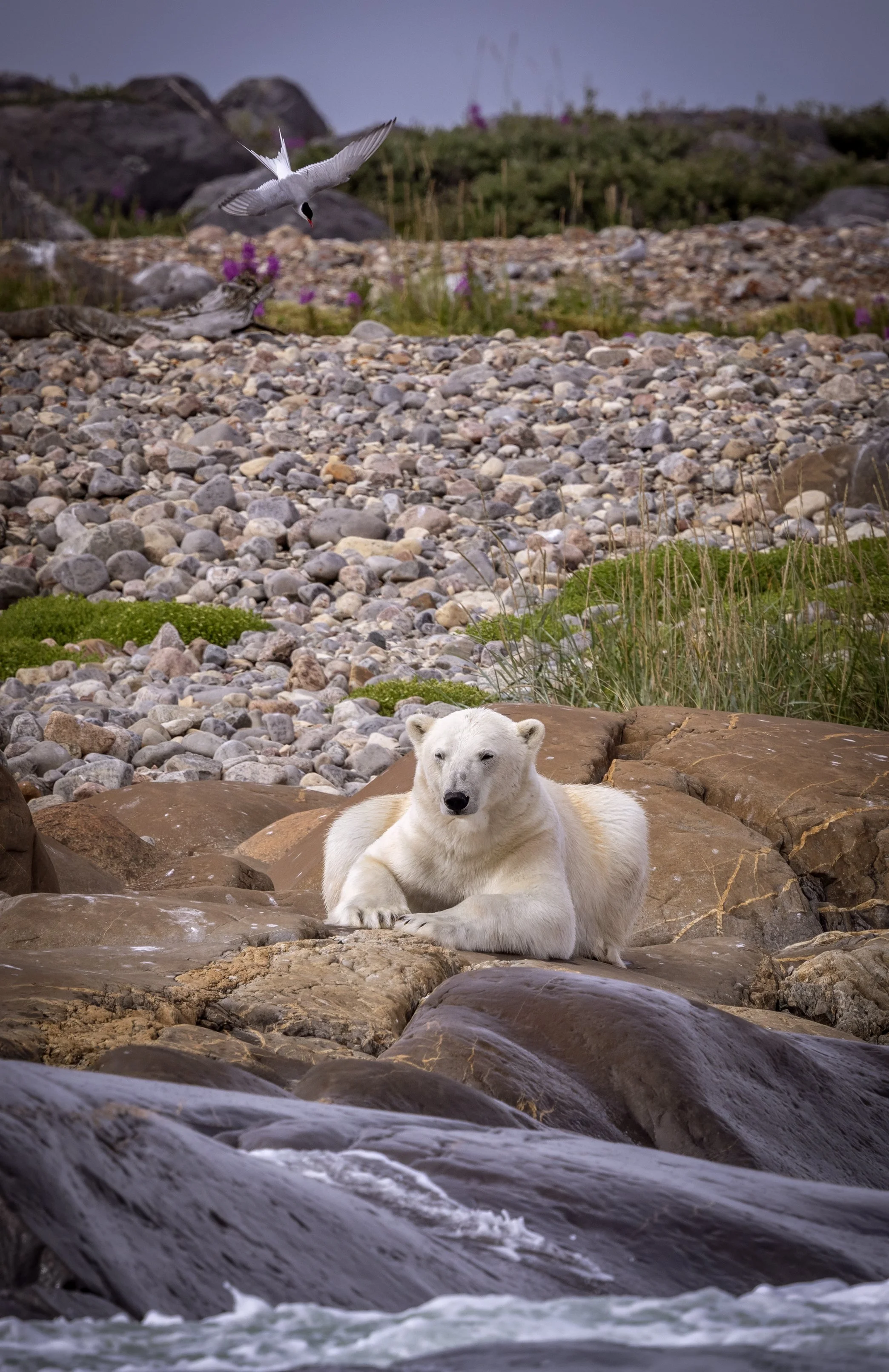 Wildlife Expeditions & Photography Adventures | SDM Adventures